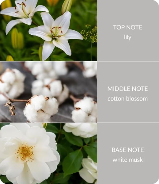 Cotton-Blossom-Notes-square-Small.jpg