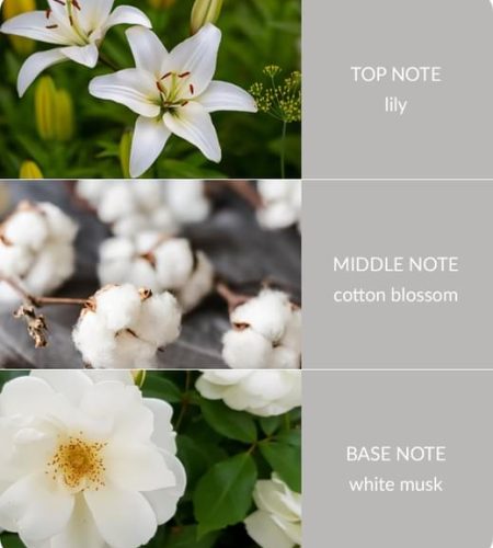 Cotton-Blossom-Notes-square-Small.jpg